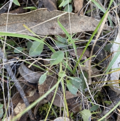 Goodenia hederacea subsp. hederacea (Ivy Goodenia, Forest Goodenia) at Bango Nature Reserve - 24 Jun 2023 by Tapirlord