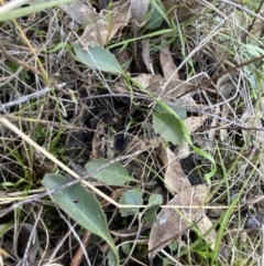 Goodenia hederacea subsp. hederacea at Bango, NSW - 25 Jun 2023