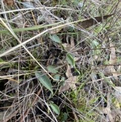 Goodenia hederacea subsp. hederacea at Bango, NSW - 25 Jun 2023