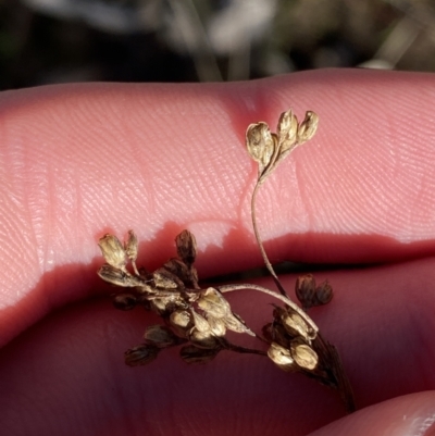 Juncus subsecundus (Finger Rush) at Bango Nature Reserve - 24 Jun 2023 by Tapirlord