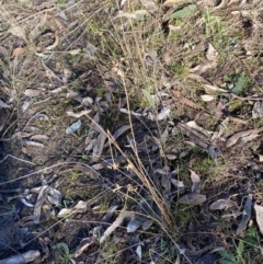 Juncus subsecundus at Bango, NSW - 25 Jun 2023 09:47 AM