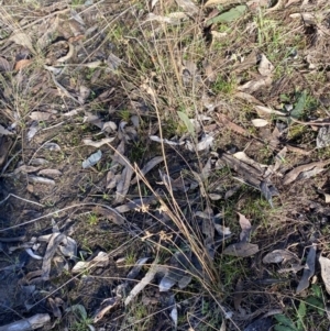 Juncus subsecundus at Bango, NSW - 25 Jun 2023