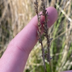 Carex appressa (Tall Sedge) at Bango, NSW - 25 Jun 2023 by Tapirlord