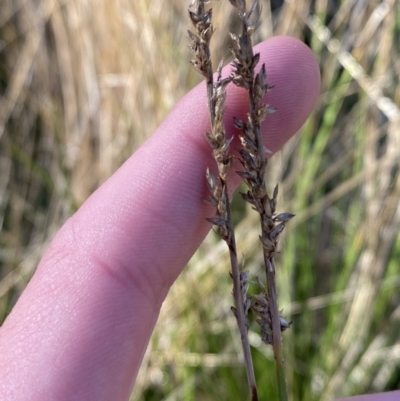 Carex appressa (Tall Sedge) at Bango Nature Reserve - 24 Jun 2023 by Tapirlord