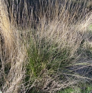 Carex appressa at Bango, NSW - 25 Jun 2023 09:46 AM