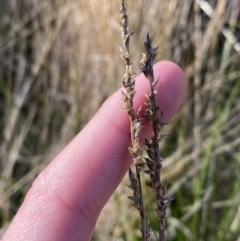 Carex appressa at Bango, NSW - 25 Jun 2023 09:46 AM