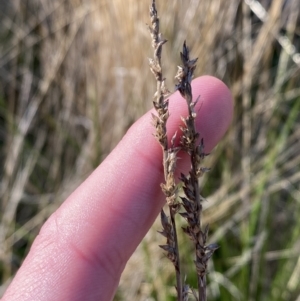 Carex appressa at Bango, NSW - 25 Jun 2023 09:46 AM