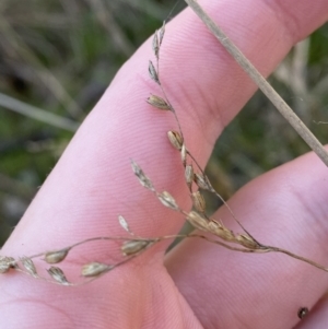 Juncus remotiflorus at Bango, NSW - 25 Jun 2023 09:46 AM