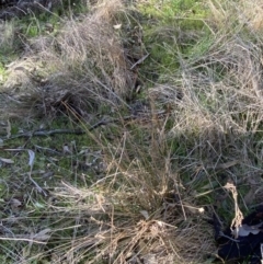 Juncus remotiflorus at Bango, NSW - 25 Jun 2023 09:46 AM