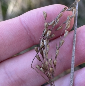 Juncus remotiflorus at Bango, NSW - 25 Jun 2023 09:46 AM