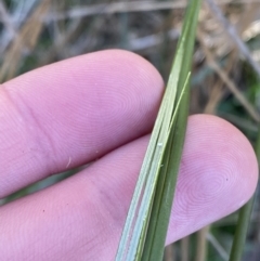 Juncus remotiflorus at Bango, NSW - 25 Jun 2023 09:46 AM