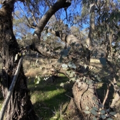 Eucalyptus goniocalyx (Bundy Box) at Bango, NSW - 25 Jun 2023 by Tapirlord