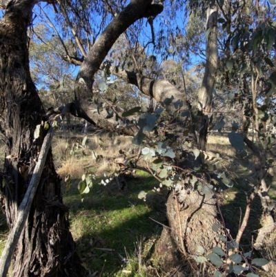 Eucalyptus goniocalyx (Bundy Box) at Bango, NSW - 24 Jun 2023 by Tapirlord