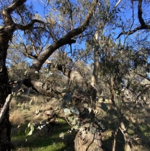 Eucalyptus goniocalyx at Bango, NSW - 25 Jun 2023 09:45 AM