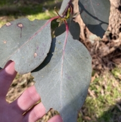 Eucalyptus goniocalyx at Bango, NSW - 25 Jun 2023 09:45 AM