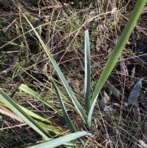 Dianella sp. aff. longifolia (Benambra) at Bango, NSW - 25 Jun 2023