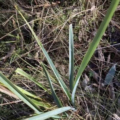 Dianella sp. aff. longifolia (Benambra) (Pale Flax Lily, Blue Flax Lily) at Bango, NSW - 25 Jun 2023 by Tapirlord