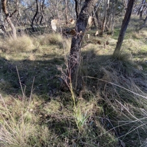 Dianella sp. aff. longifolia (Benambra) at Bango, NSW - 25 Jun 2023