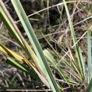 Dianella sp. aff. longifolia (Benambra) at Bango, NSW - 25 Jun 2023 09:44 AM