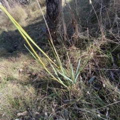 Dianella sp. aff. longifolia (Benambra) at Bango, NSW - 25 Jun 2023