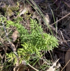 Cheilanthes sieberi subsp. sieberi (Mulga Rock Fern) at Bango, NSW - 24 Jun 2023 by Tapirlord