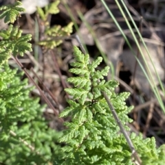 Cheilanthes sieberi subsp. sieberi at Bango, NSW - 25 Jun 2023