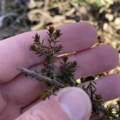 Dillwynia phylicoides (A Parrot-pea) at Bango Nature Reserve - 25 Jun 2023 by Tapirlord