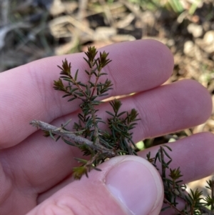 Dillwynia phylicoides at Bango, NSW - 25 Jun 2023 09:41 AM