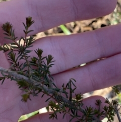 Dillwynia phylicoides at Bango, NSW - 25 Jun 2023