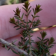 Dillwynia phylicoides at Bango, NSW - 25 Jun 2023 09:41 AM