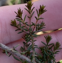 Dillwynia phylicoides at Bango, NSW - 25 Jun 2023