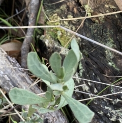 Hibbertia obtusifolia (Grey Guinea-flower) at Bango Nature Reserve - 24 Jun 2023 by Tapirlord