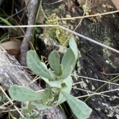 Hibbertia obtusifolia (Grey Guinea-flower) at Bango, NSW - 25 Jun 2023 by Tapirlord