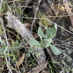 Hibbertia obtusifolia at Bango, NSW - 25 Jun 2023