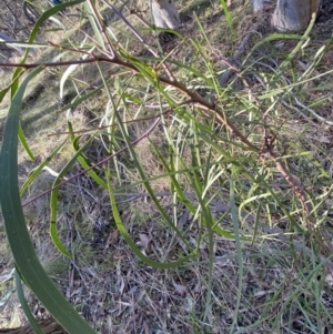 Acacia implexa at Bango, NSW - 25 Jun 2023