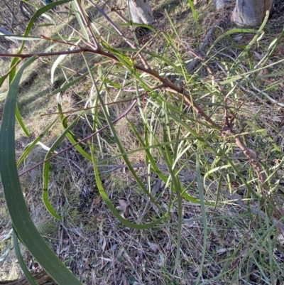 Acacia implexa (Hickory Wattle, Lightwood) at Bango, NSW - 25 Jun 2023 by Tapirlord