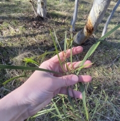 Acacia implexa at Bango, NSW - 25 Jun 2023 09:41 AM