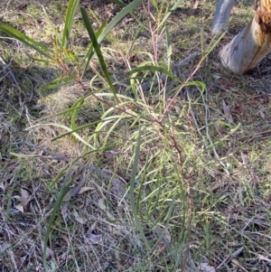 Acacia implexa at Bango, NSW - 25 Jun 2023