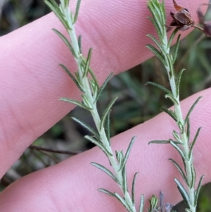 Cassinia sifton at Bango, NSW - 25 Jun 2023