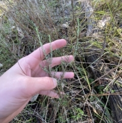 Cassinia sifton at Bango, NSW - 25 Jun 2023 09:40 AM