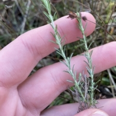 Cassinia sifton at Bango, NSW - 25 Jun 2023 09:40 AM