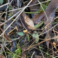 Bossiaea prostrata (Creeping Bossiaea) at Bango Nature Reserve - 24 Jun 2023 by Tapirlord