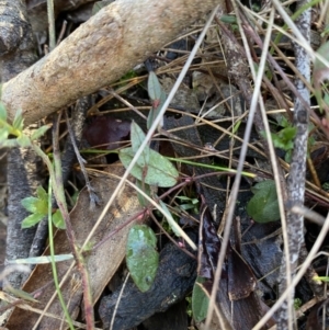 Bossiaea prostrata at Bango, NSW - 25 Jun 2023 09:39 AM