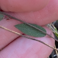 Bossiaea prostrata at Bango, NSW - 25 Jun 2023 09:39 AM