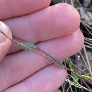 Bossiaea prostrata at Bango, NSW - 25 Jun 2023 09:39 AM