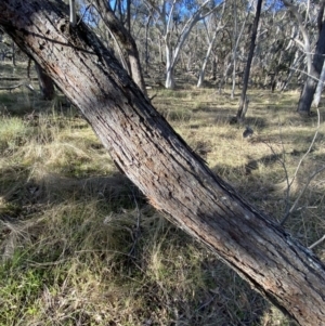 Eucalyptus macrorhyncha at Bango, NSW - 25 Jun 2023