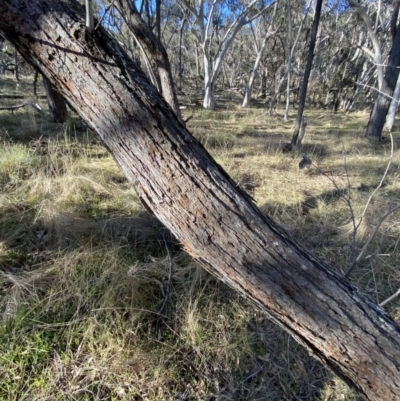 Eucalyptus macrorhyncha (Red Stringybark) at Bango, NSW - 25 Jun 2023 by Tapirlord