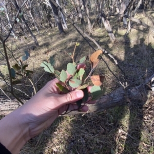 Eucalyptus macrorhyncha at Bango, NSW - 25 Jun 2023