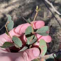 Eucalyptus macrorhyncha at Bango, NSW - 25 Jun 2023 09:38 AM