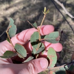 Eucalyptus macrorhyncha at Bango, NSW - 25 Jun 2023